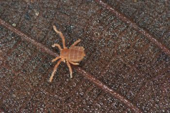Media type: image;   Invertebrate Zoology 127853